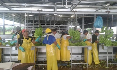 Surge conflicto laboral en área de cultivo de Bocas Fruit Company