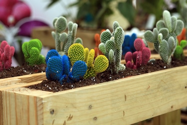 Incluso los cactus temen al calentamiento