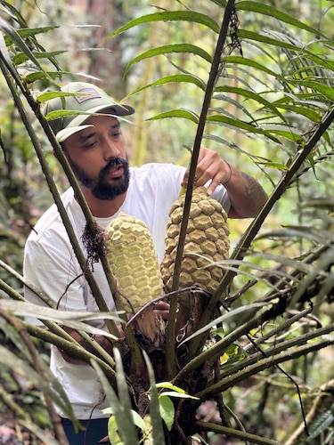 ¿Sabía que Panamá alberga plantas carnívoras únicas en el mundo?