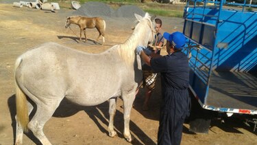 Retoman vacunación contra la encefalitis equina en Herrera