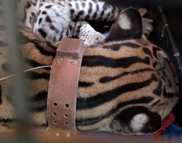 Ocelote ‘Miguelito’ muere atropellado en la vía Transístmica