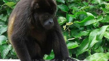 Ministerio de Ambiente investiga reportes de muerte de monos en el Valle de Tonosí