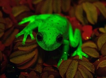Descubren primer caso de fluorescencia natural en ranas en Argentina