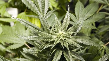 Colombia legalizará marihuana con fines medicinales