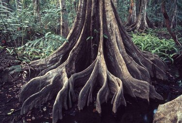 Parque Nacional Corcovado: el riesgo por el turismo que enfrenta en Costa Rica una de las reservas naturales más importantes del mundo