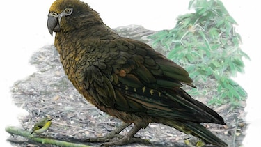 Descubren los restos de un loro gigante en Nueva Zelanda