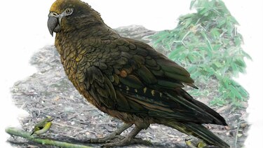 Descubren los restos de un loro gigante en Nueva Zelanda
