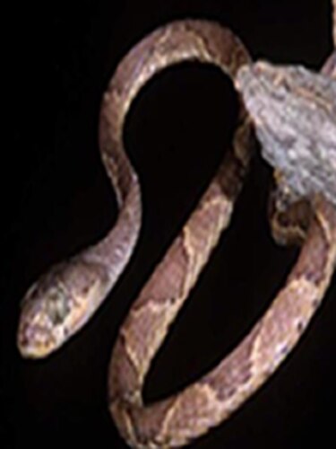 Detectan en Panamá a serpiente arbórea de cabeza chata que mata a anfibios