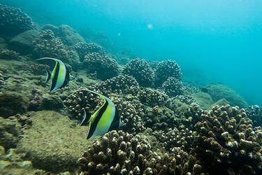 Consejo Directivo de Coiba exige información sobre traslado de reos al área protegida