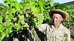 Pequeños viñedos en el interior del país