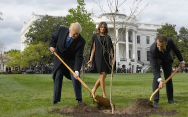 Muere el roble plantado por Macron y Trump en el jardín de la Casa Blanca