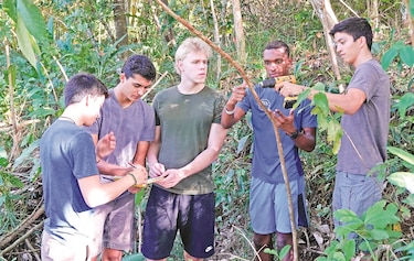 Herida accidental a un árbol revela  comportamiento simbiótico novedoso 