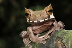 Un libro para proteger a los anfibios del Parque Nacional Darién