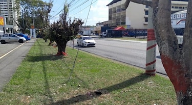 Miambiente advierte que ampliación de la Vía España no puede talar árboles sin EIA aprobado