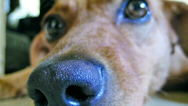 La hormona del amor en los perros
