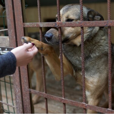 El maltrato animal como reflejo de un Estado ausente