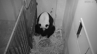 Nace un panda en el zoo de Washington; su madre tiene 22 años