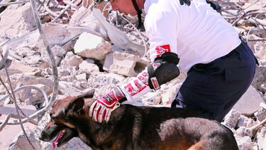 Perros rescatistas, a prueba