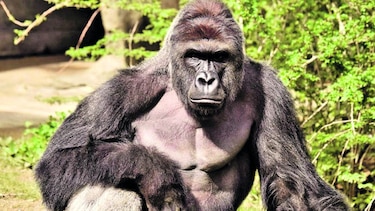 Labores difíciles en zoológicos