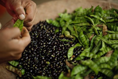 Guandú congelado mantiene su olor y sabor hasta por 75 días, confirma estudio del MIDA