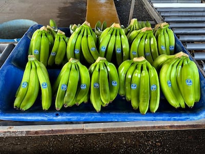 Chiquita reporta la primera cosecha de banano tras la reactivación en Bocas del Toro