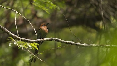 Se observaron casi 6 mil especies de aves durante el 'Big Global Day'