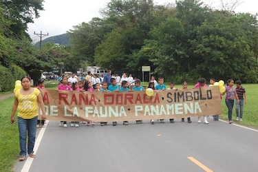 Organizan tributo a la rana dorada en El Valle de Antón