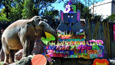 Elefanta Trompita celebra 57 años con pastel