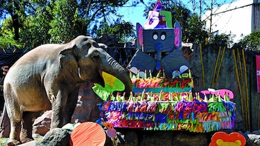 Elefanta Trompita celebra 57 años con pastel