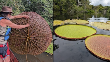 El fascinante descubrimiento de un nenúfar gigante en Sudamérica que se ve desde el espacio