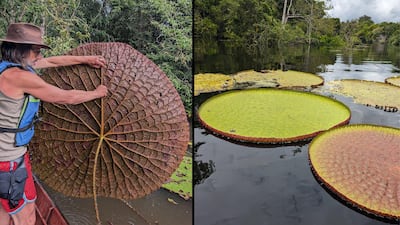 El fascinante descubrimiento de un nenúfar gigante en Sudamérica que se ve desde el espacio