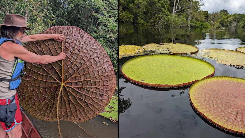 El fascinante descubrimiento de un nenúfar gigante en Sudamérica que se ve desde el espacio
