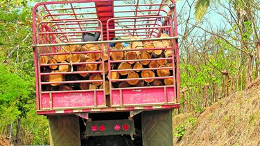 Industria maderera extrae sus frutos