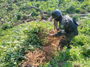 Policía Militar de Honduras incinera 3.5 hectáreas de arbustos de coca en el Caribe