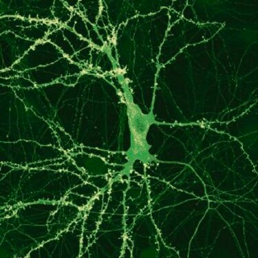 Explorando el cerebro