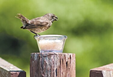 Científico panameño estudia la evolución en Galápagos