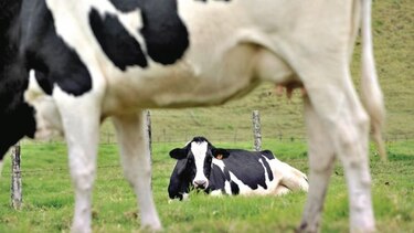 Destinan $2 millones para compra de leche grado C