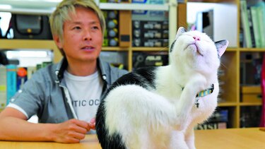 Gatos contra el estrés laboral
