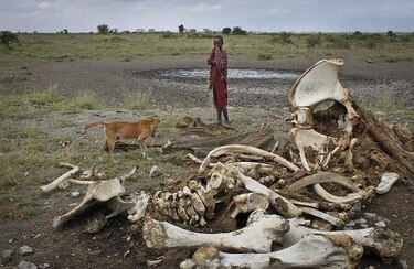 100 mil elefantes muertos en África; peligra la especie
