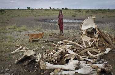 100 mil elefantes muertos en África; peligra la especie
