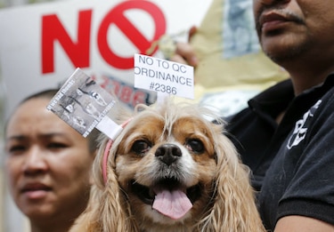 Convocan a vigilia por asesinato de ocho perros con flechas en Nicaragua