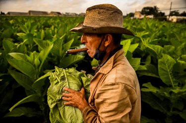 Escasez en Cuba golpea producción de habanos