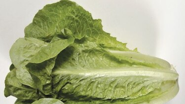 Aupsa realiza inventario de lechuga estadounidense