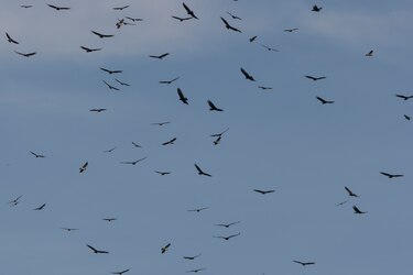 Los humanos son responsables de la extinción de 1.430 especies de aves, según un estudio