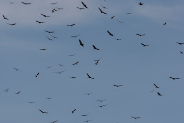 Los humanos son responsables de la extinción de 1.430 especies de aves, según un estudio
