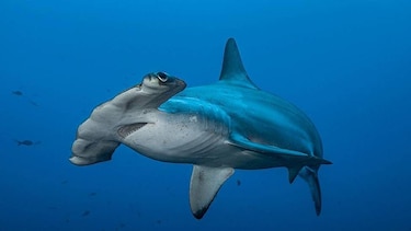 Las imágenes de las fascinantes especies del nuevo atlas de las islas Galápagos