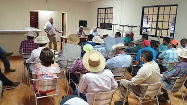 Ganaderos santeños claman por la exportación de carne