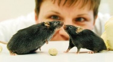 Logran revertir vejez en ratones