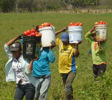 Incertidumbre en sector tomatero de Azuero por cambio climático