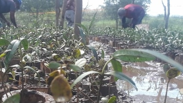 Unos 10 mil plantones de mangles serán sembrados en la cuenca baja del río La Villa